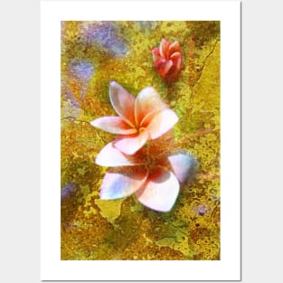 frangipani Posters and Art